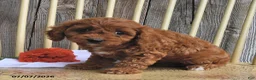 Cavapoo dogs for sale: Lady - Ad 3