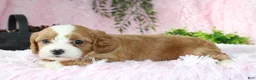 Cavapoo dogs for sale: Cavapoo 4 - Ad 4