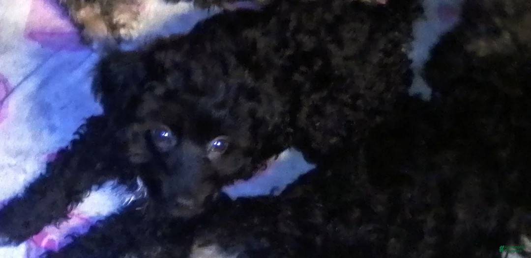 Mini Aussiedoodle dogs for sale: Mini Aussiedoodle Puppy 1 - Ad 2