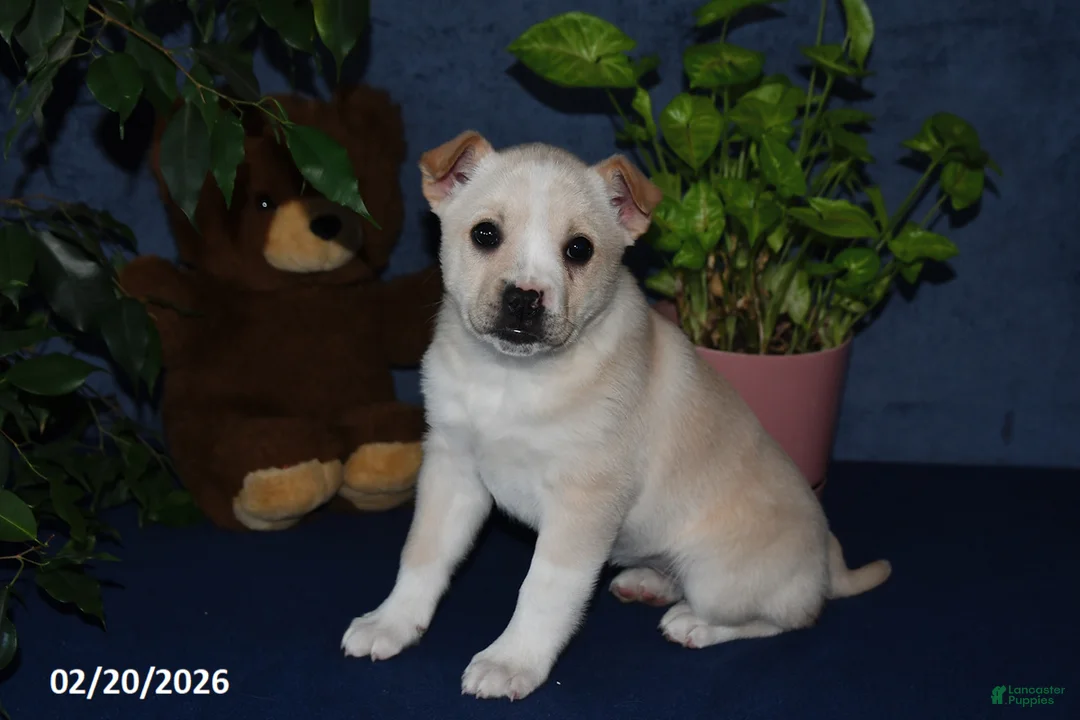 Mixed Breed dogs for sale: Shelia - Ad 1