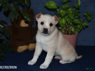 Mixed Breed dogs for sale: Shelia - Ad 2