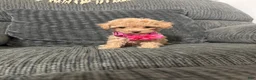 Toy Poodle dogs for sale: Rosie - Ad 3