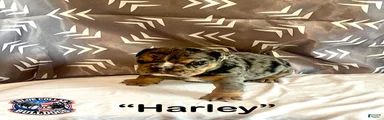 English Bulldog Puppy - Harley