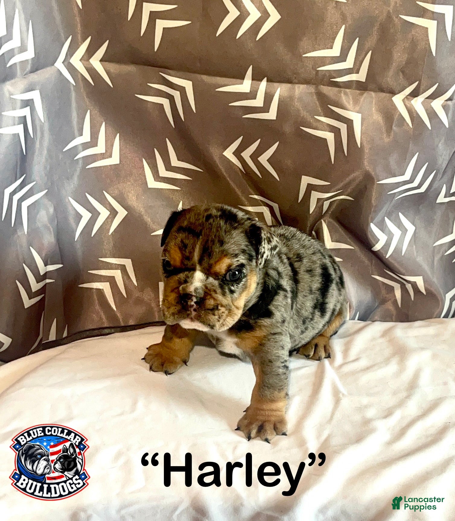English Bulldog dogs for sale: English Bulldog Puppy - Harley - Ad 6