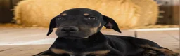Catahoula Leopard Dog dogs for sale: Gypsie 2026 Female 4 - Ad 3