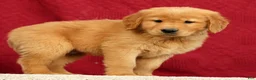 Golden Retriever dogs for sale: Quinn - Ad 5
