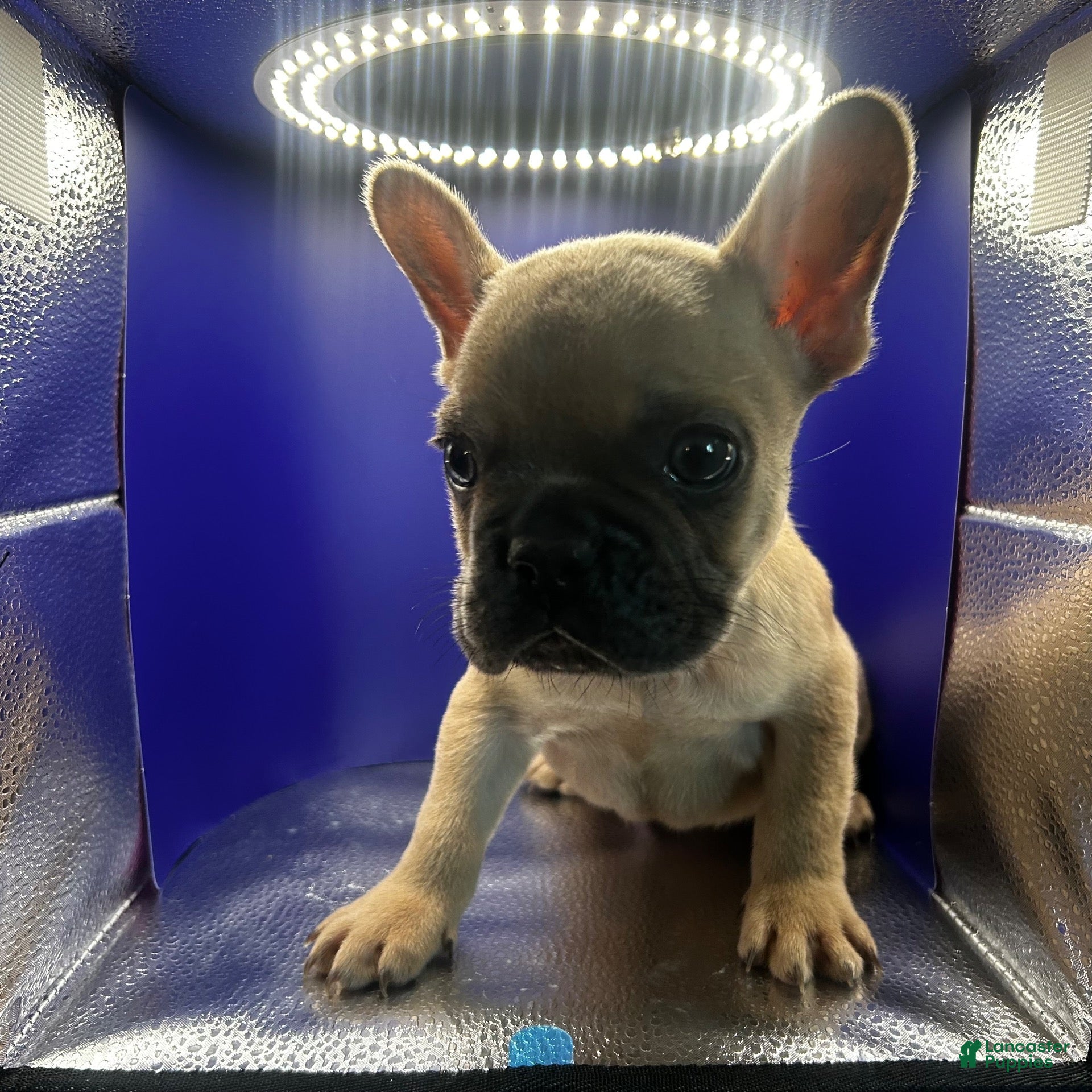 French Bulldog dogs Blue fawn male  - Ad 20