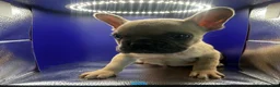 French Bulldog dogs for sale: Blue fawn male  - Ad 1