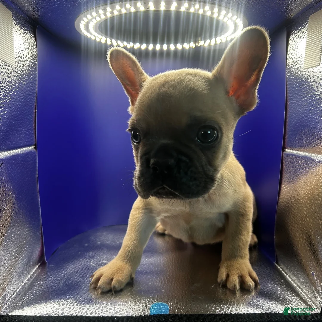 French Bulldog dogs for sale: Blue fawn male  - Ad 1