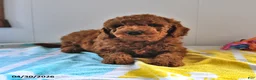 Mini Goldendoodle dogs for sale: Rascal - Ad 4