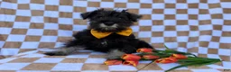 Miniature Schnauzer dogs for sale: Jasper - Ad 5