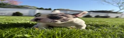 French Bulldog dogs for sale: Motlo - Ad 4