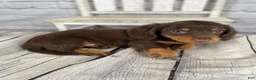 Miniature Dachshund dogs for sale: Bonnie - Ad 3