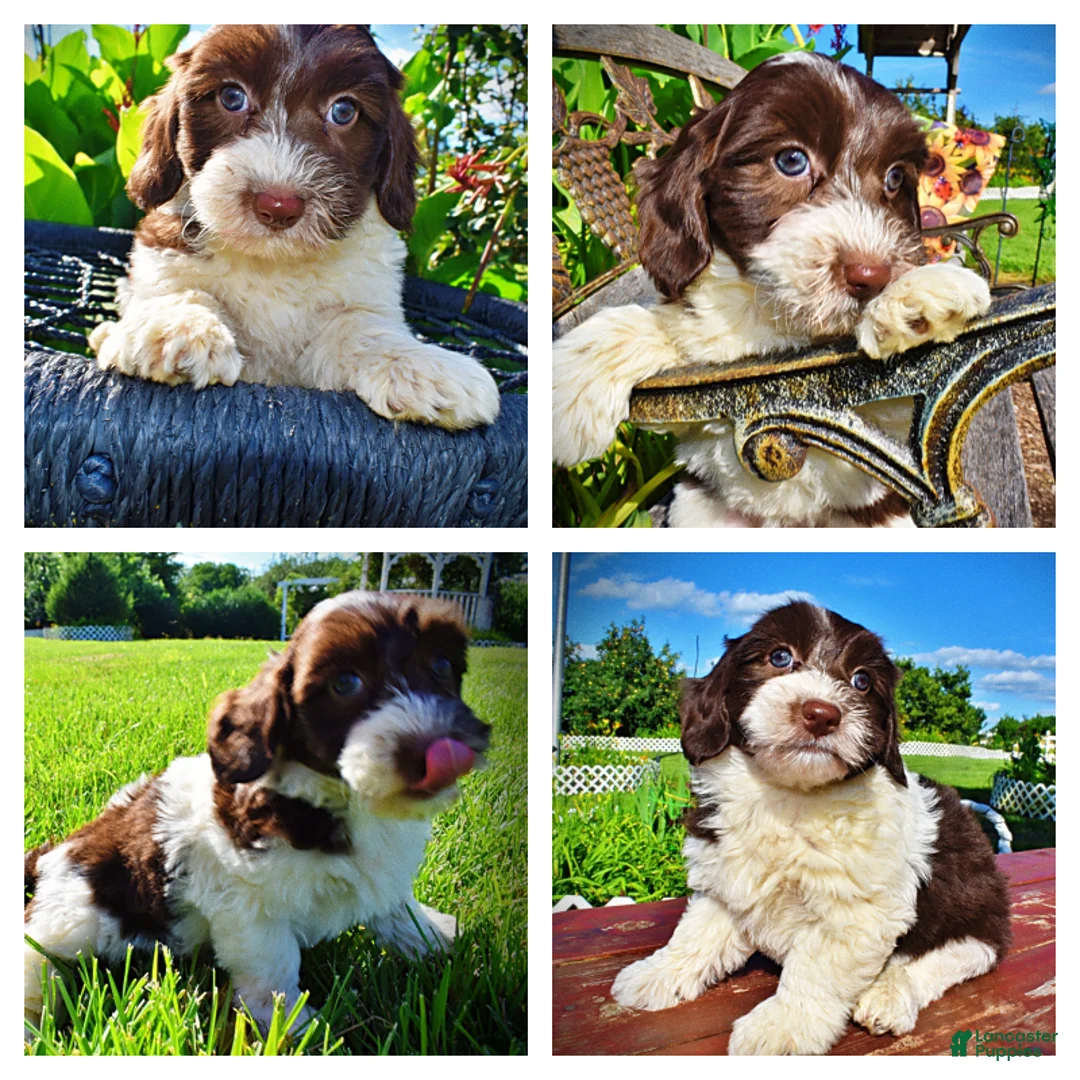 Havapoo dogs for sale: Bubbles - Ad 1