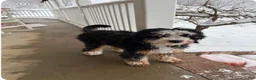 Mini Bernedoodle dogs for sale: Mini Bernedoodle Puppy 1 - Ad 3