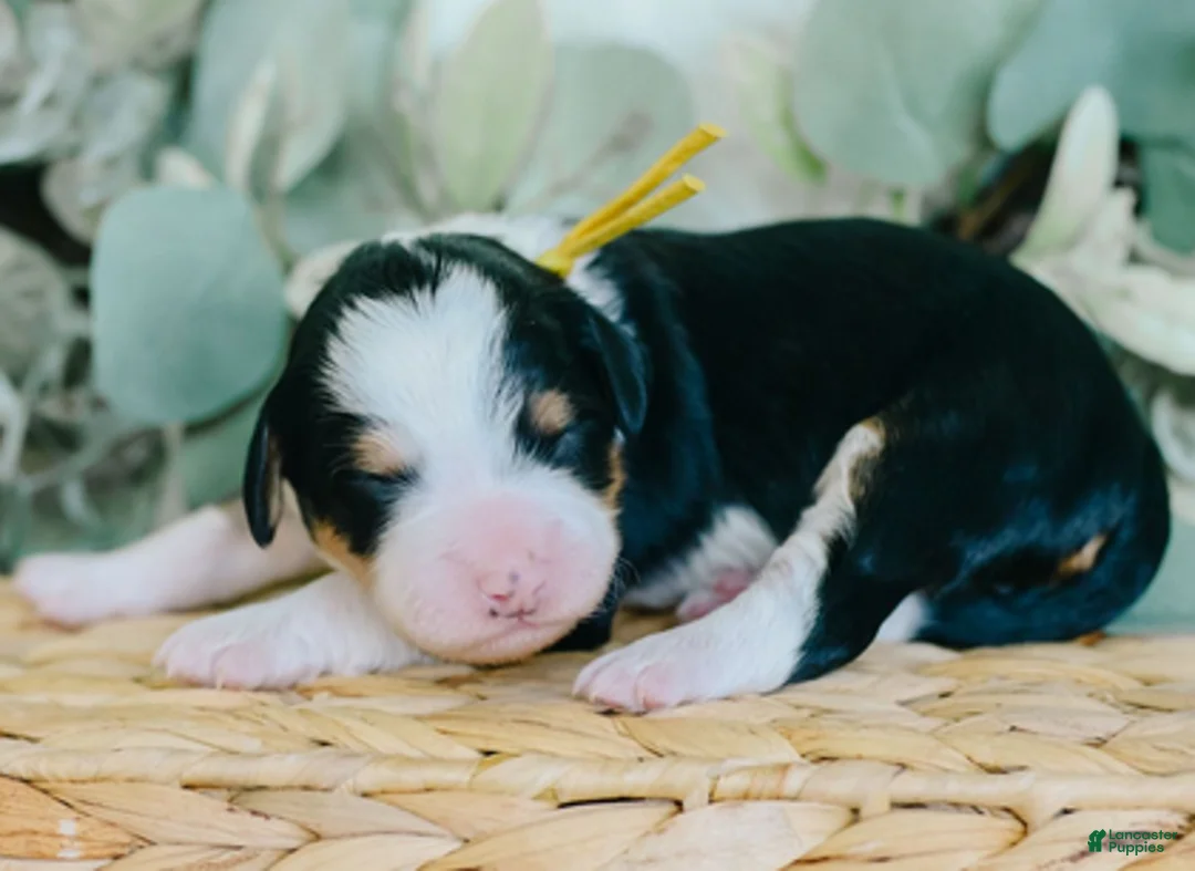 Bernedoodle dogs for sale: Vollie - Ad 4