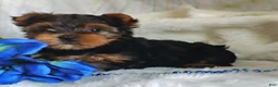 Yorkshire Terrier dogs for sale: Lance - Ad 6