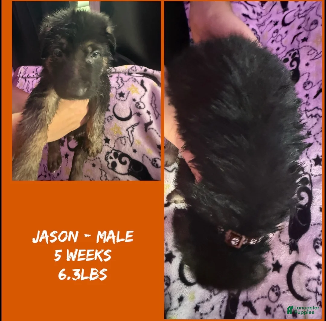 German Shepherd dogs for sale: German Shepherd 5 - Ad 1