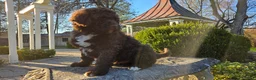 Portuguese Water Dog dogs for sale: Flash - Ad 5