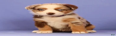 Mattie
