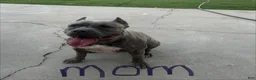 American Bully dogs for sale: American Bully 6 - Ad 2