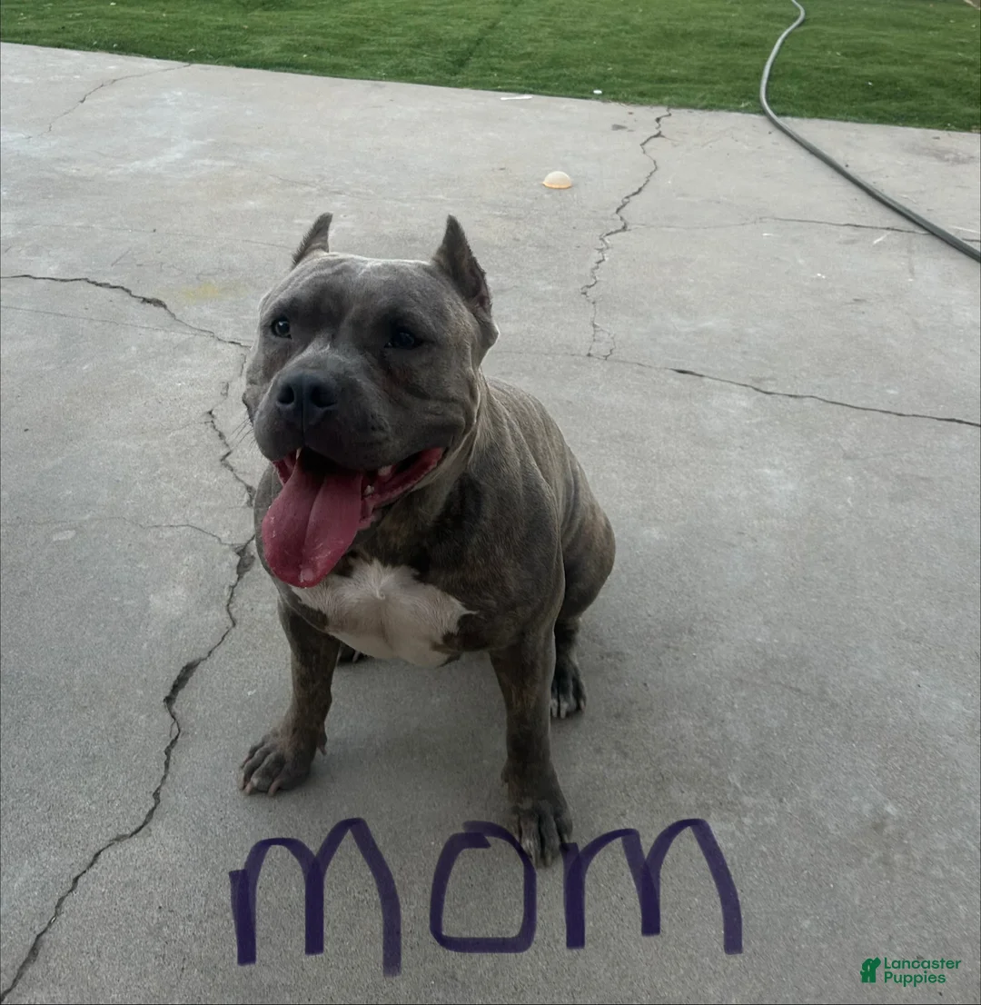 American Bully dogs for sale: American Bully 6 - Ad 2