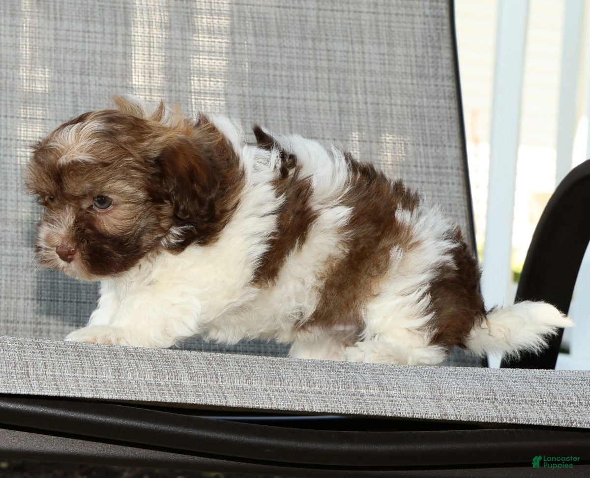 Havanese dogs for sale: Major - Ad 4