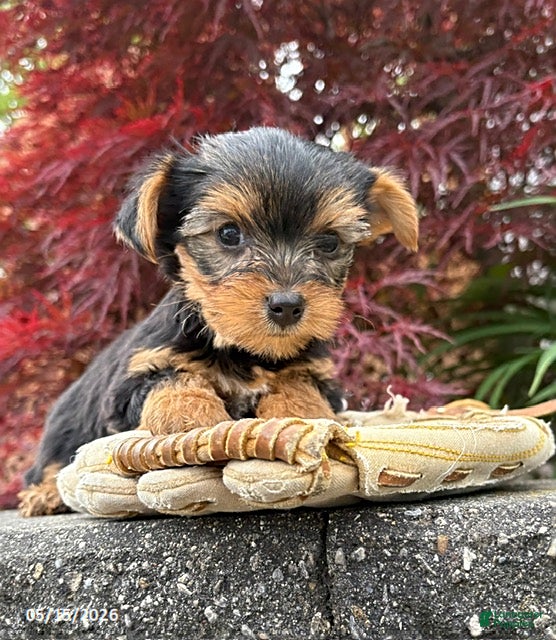 Yorkshire Terrier dogs Joey - Ad 2