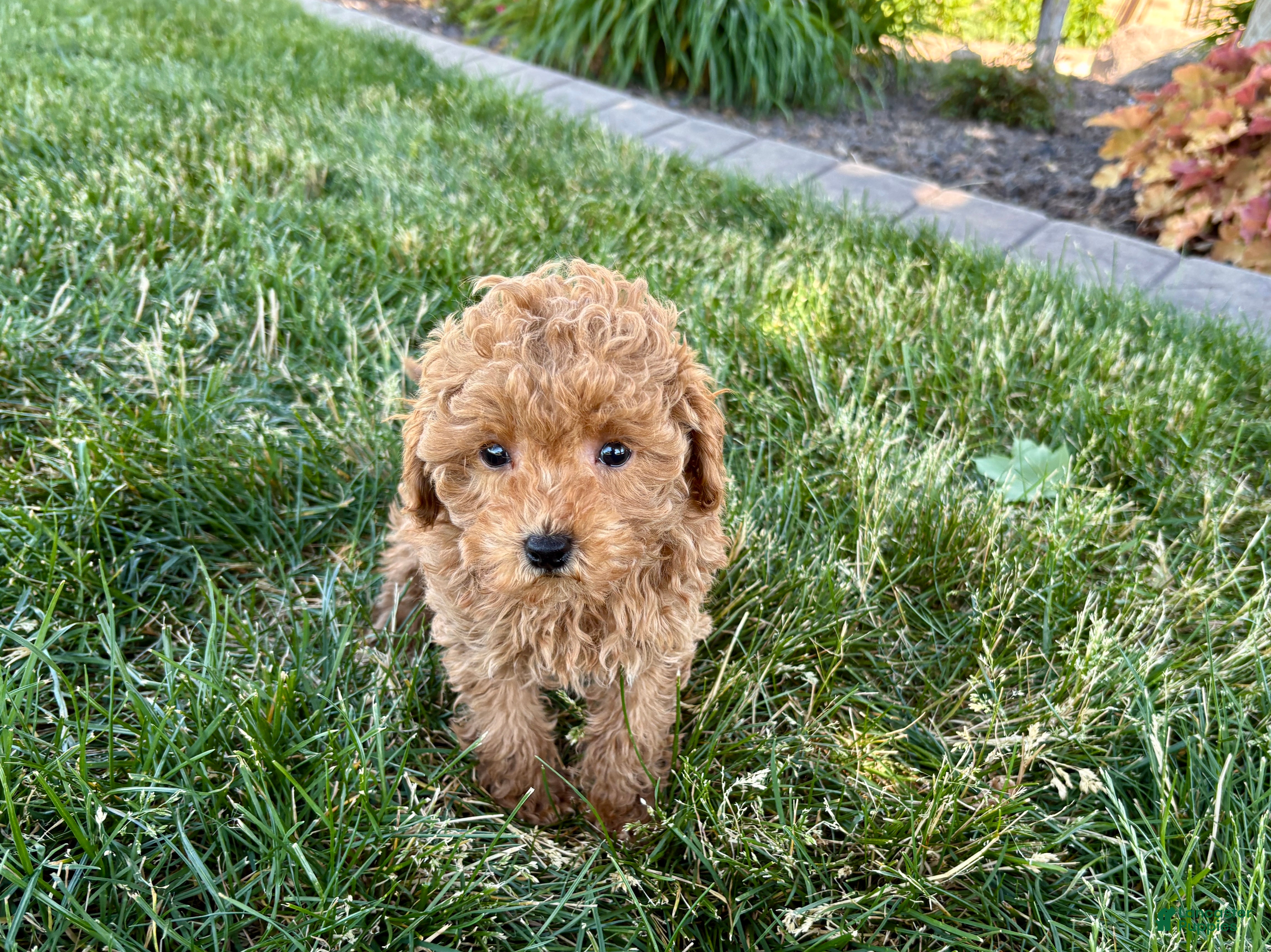 Maltipoo dogs for sale: Ada - Ad 3
