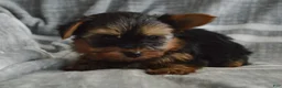 Yorkshire Terrier dogs for sale: Theodore - Ad 4