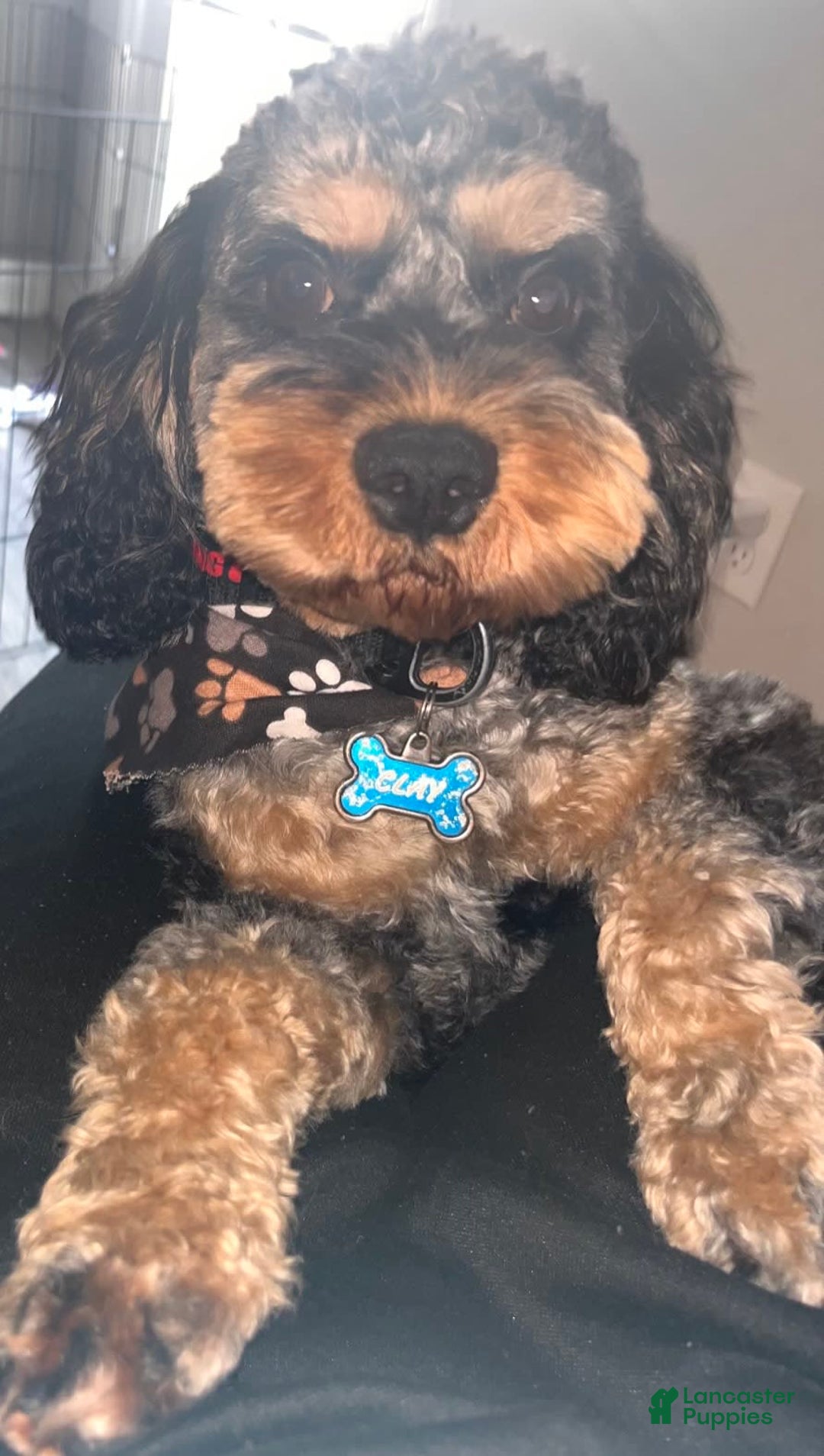 Gallery Image {{count}}