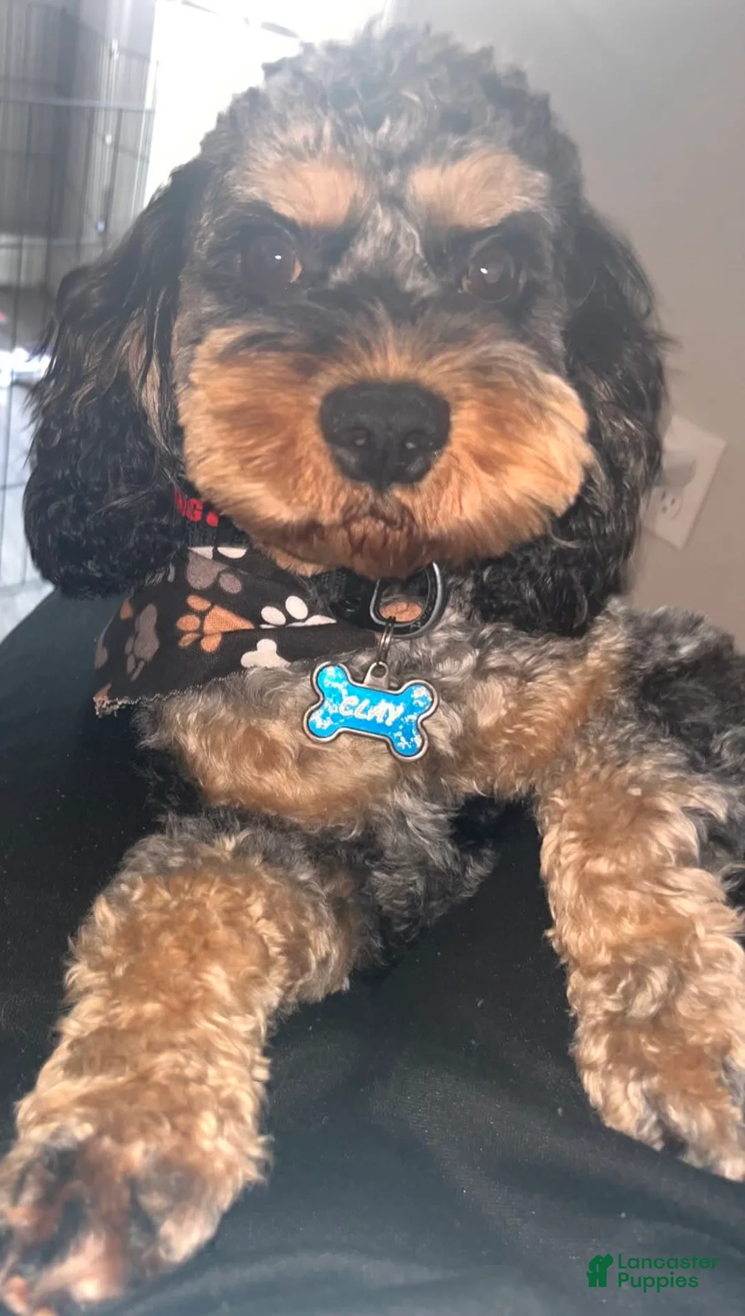 Gallery Image {{count}}