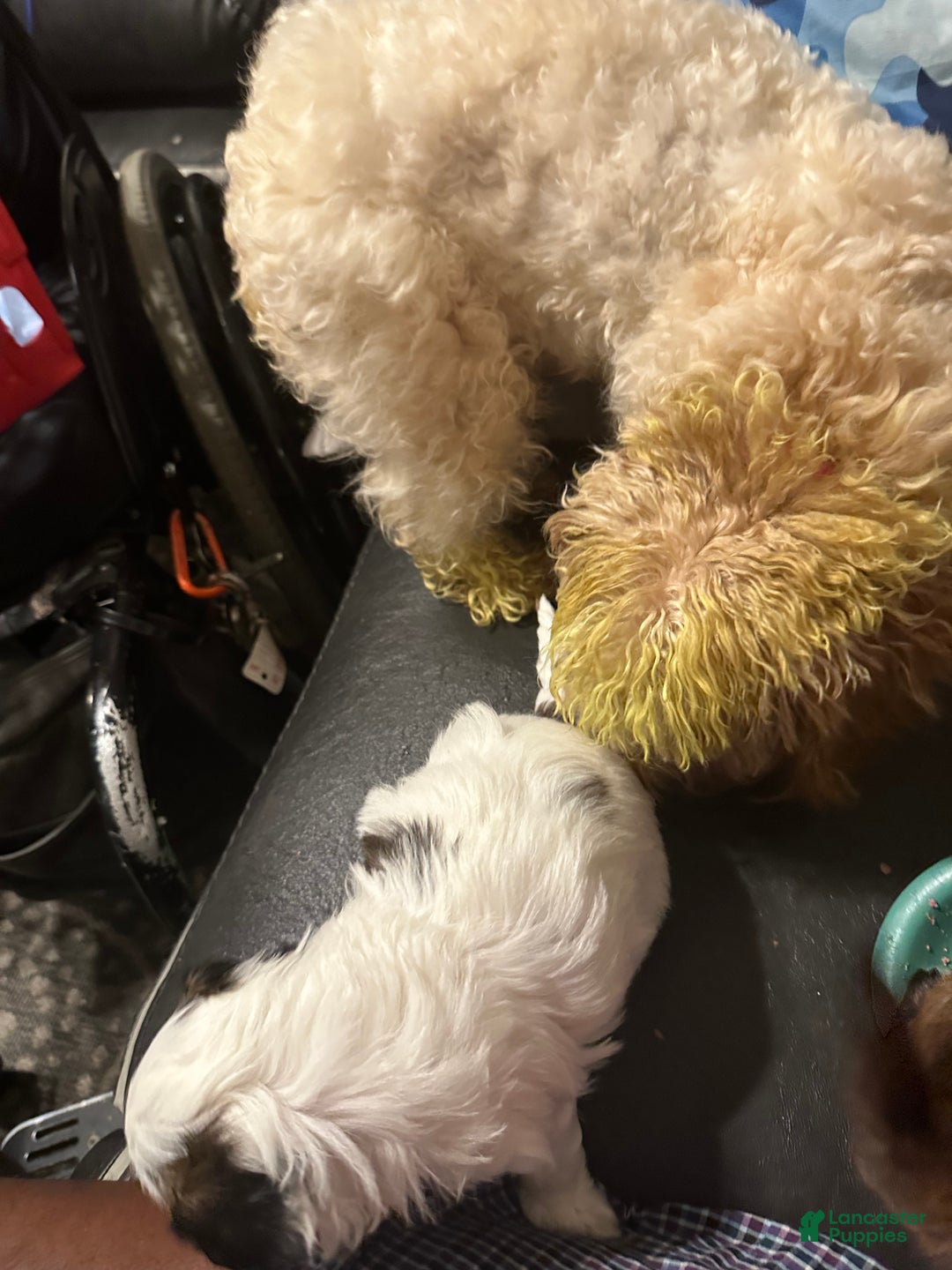 Shihpoo dogs for sale: Shihpoo Puppy 1 - Ad 6