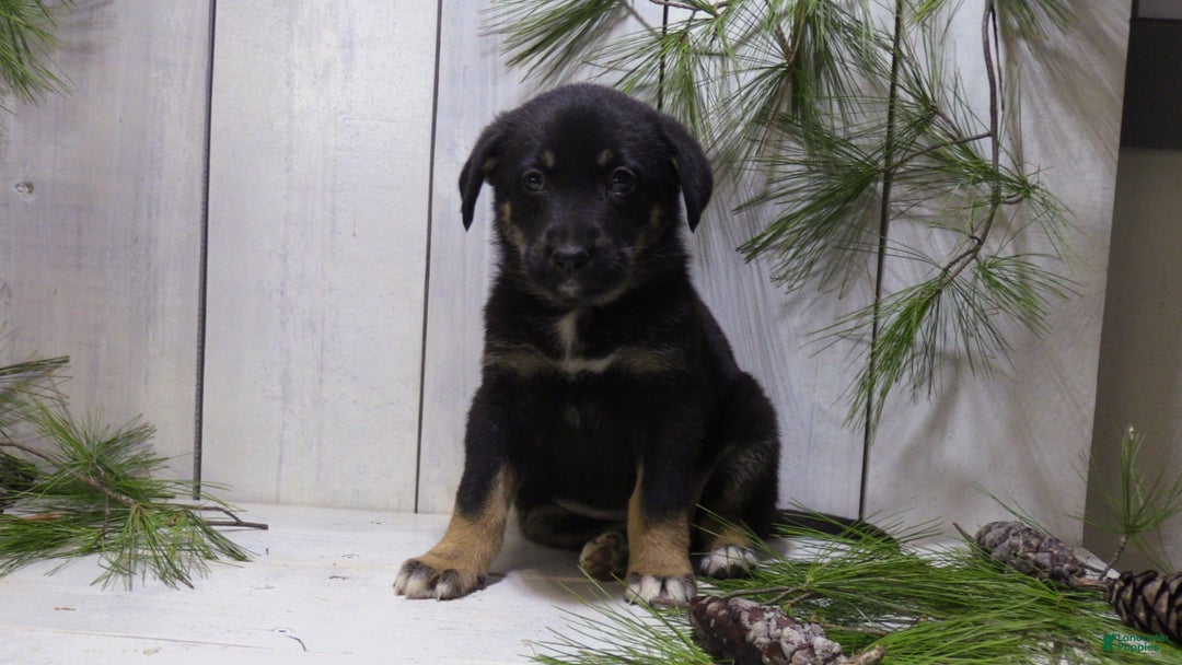 German Shepherd dogs for sale: Harper - Ad 8