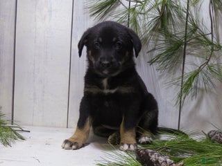 German Shepherd dogs Harper - Ad 14