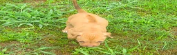 Rhodesian Ridgeback dogs for sale: Rhodesian Ridgeback 3 - Ad 3