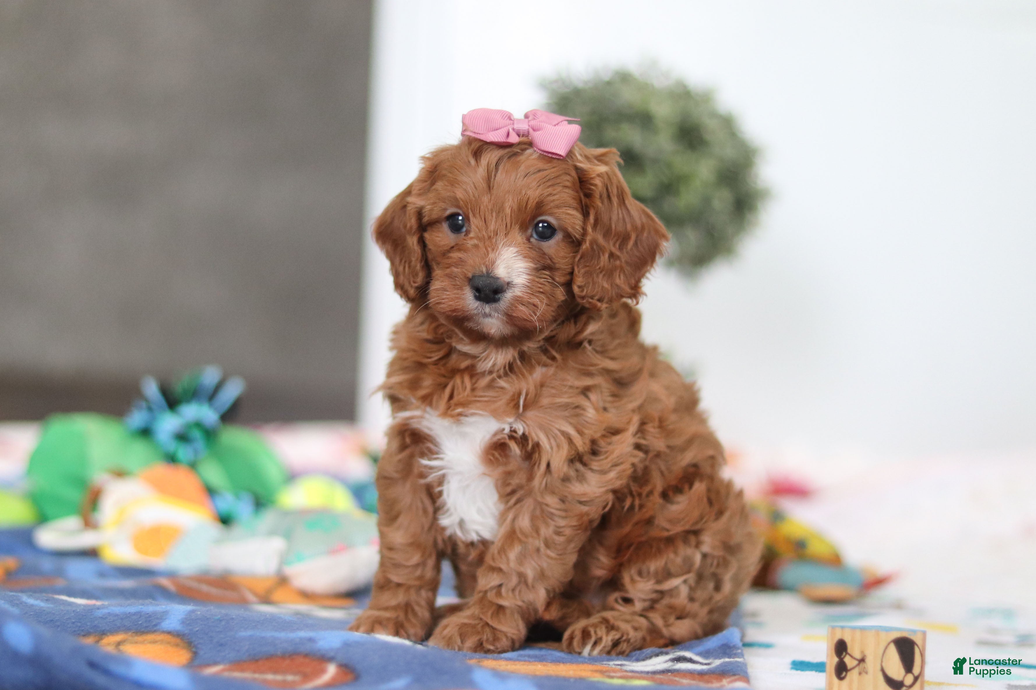 Cavapoo dogs Brielle - Ad 1