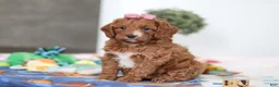Cavapoo dogs for sale: Brielle - Ad 1