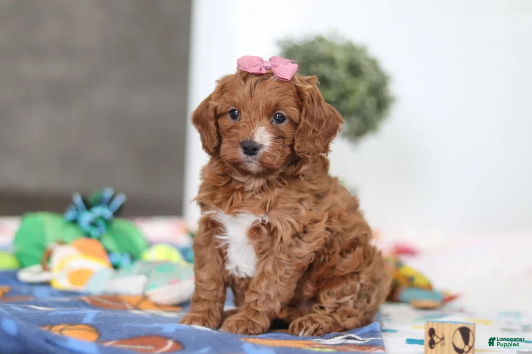 Cavapoo dogs for sale: Brielle - Ad 1