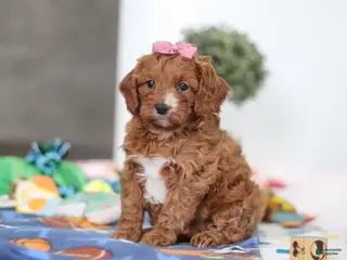 Cavapoo dogs for sale: Brielle - Ad 2