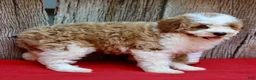 Miniature Poodle dogs for sale: Daisy - Ad 6