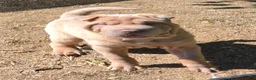 Shar Pei dogs for sale: Larry  - Ad 2