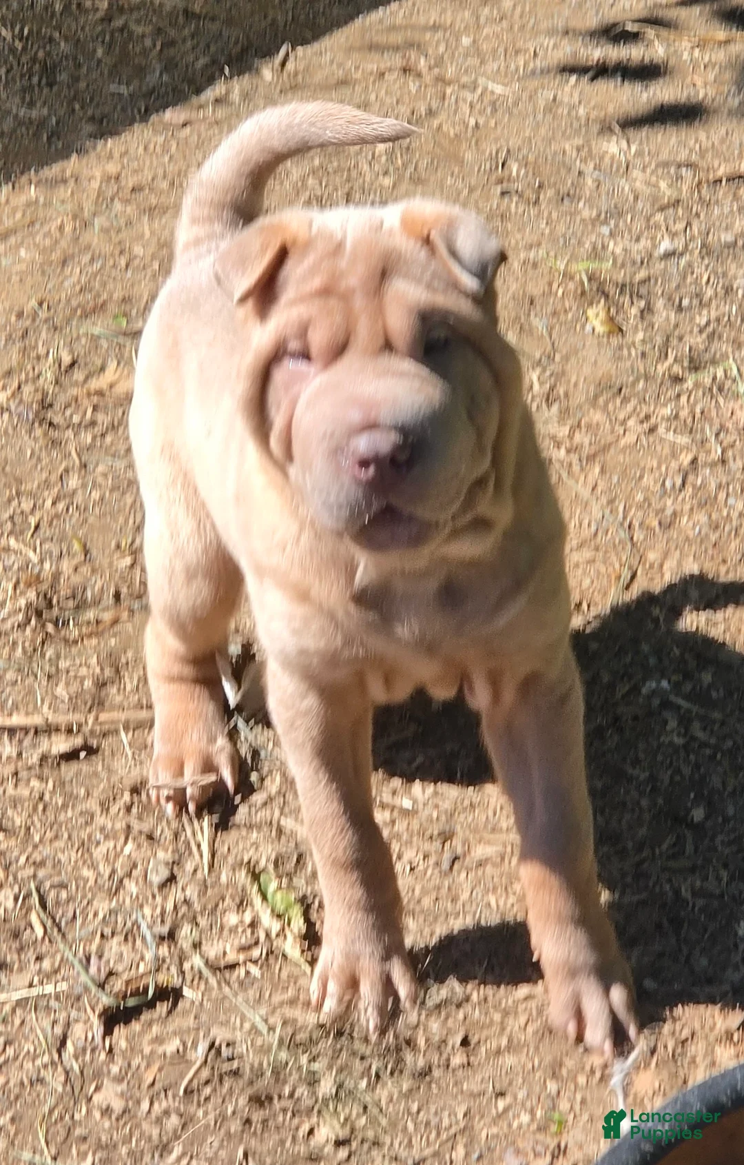 Shar Pei dogs for sale: Larry  - Ad 2