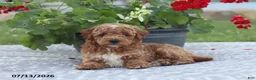 Miniature Poodle dogs for sale: Nathan - Ad 3