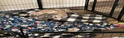 French Bulldog dogs for sale: French Bulldog Puppy 1 - Ad 10
