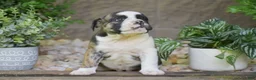 Olde English Bulldogge dogs for sale: Aurora - Ad 10