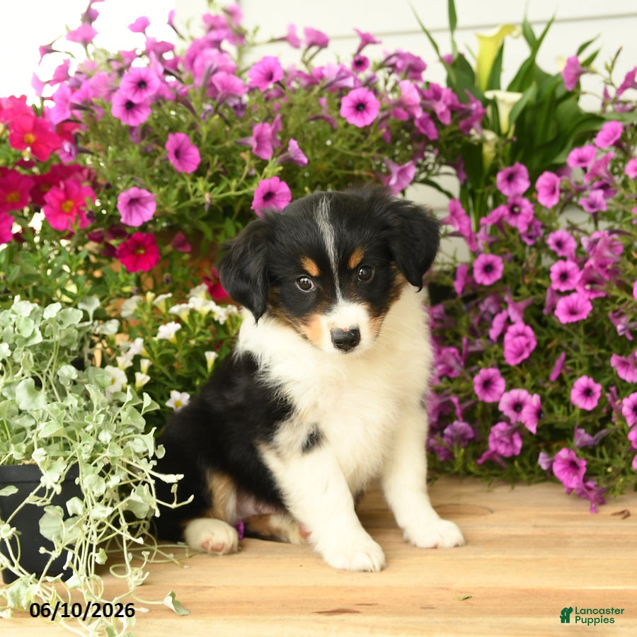 Toy Australian Shepherd dogs Alex - Ad 2