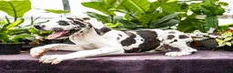 Great Dane dogs for sale: Chester - Ad 10