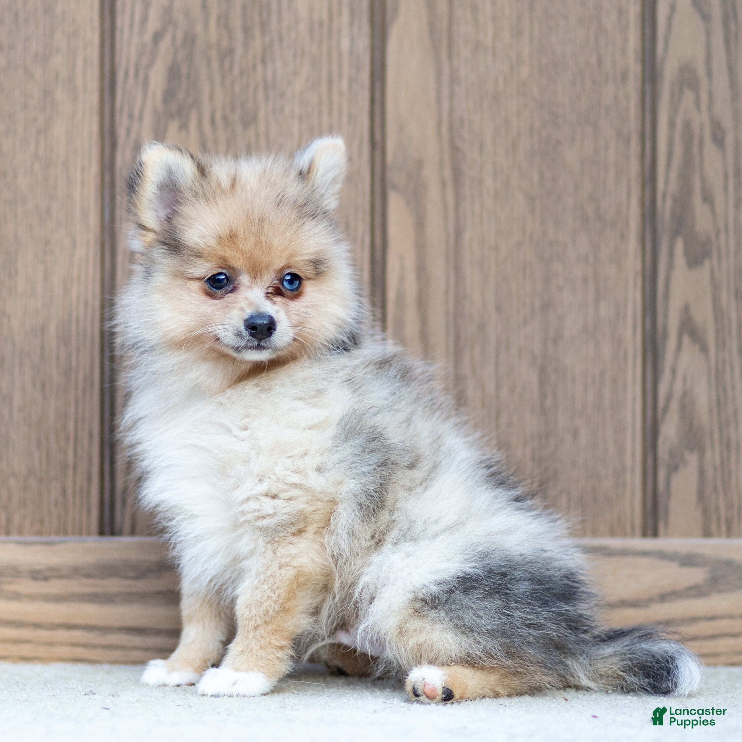 Pomeranian dogs Austin Blue Eye - Ad 2