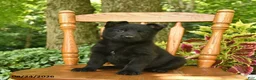 German Shepherd dogs for sale: Bloom  - Ad 3